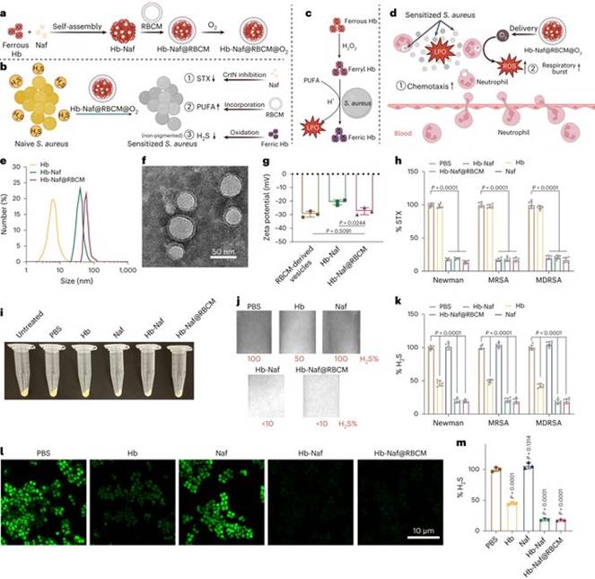 The-design-and-characterization-of-Hb-NafRBCM-NPs-for-treating-S-aureus-infection-a_W640